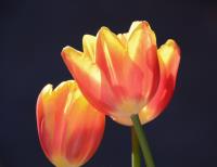 Midnight Tulips�